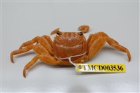 藏品(白紋方蟹)的圖片